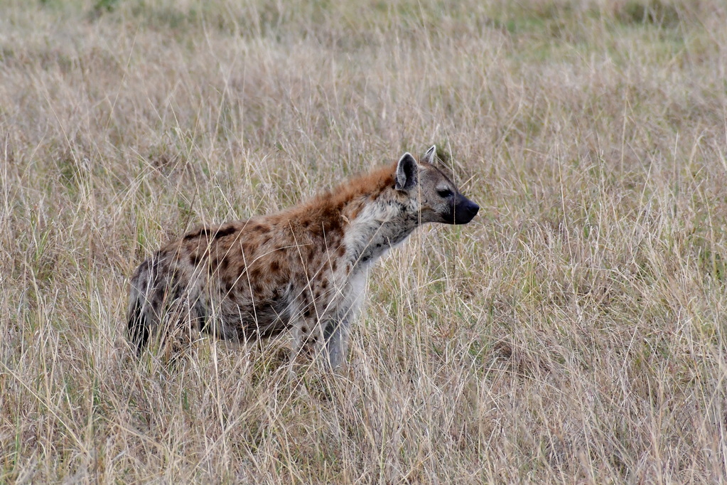 Masai Mara Nat. Reserve